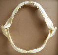 /products/zraloci-celist-isurus-oxyrhinchus-zralok-mako/